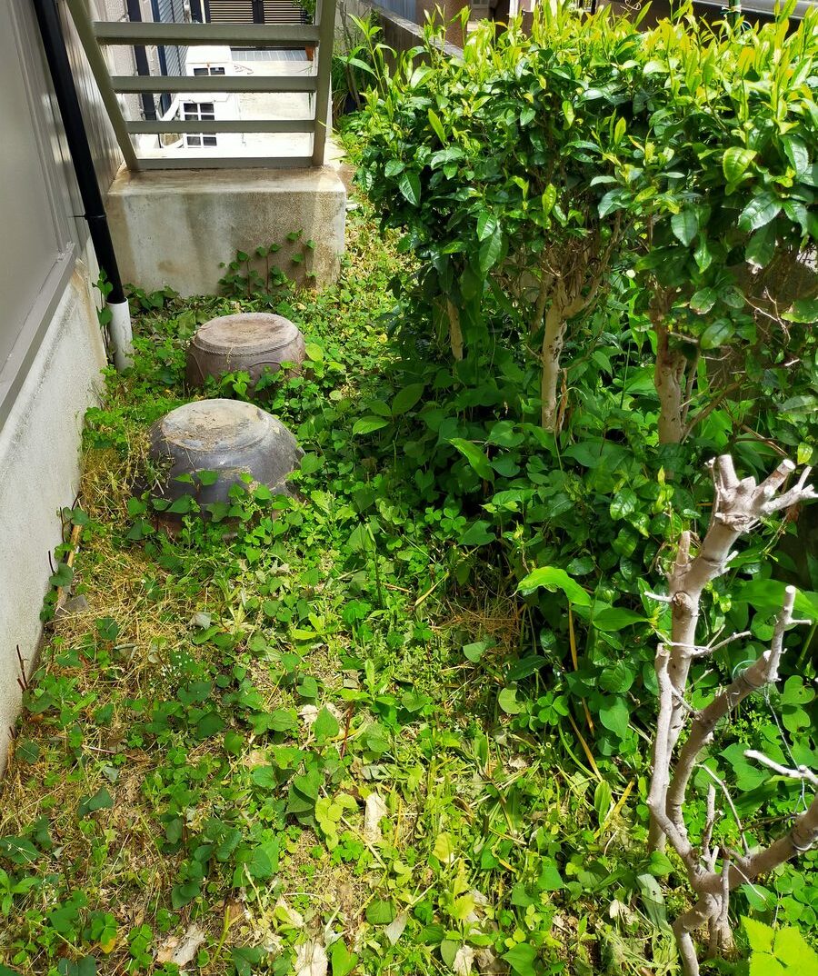 引越し直後の裏庭。植物がたくさん生えている様子