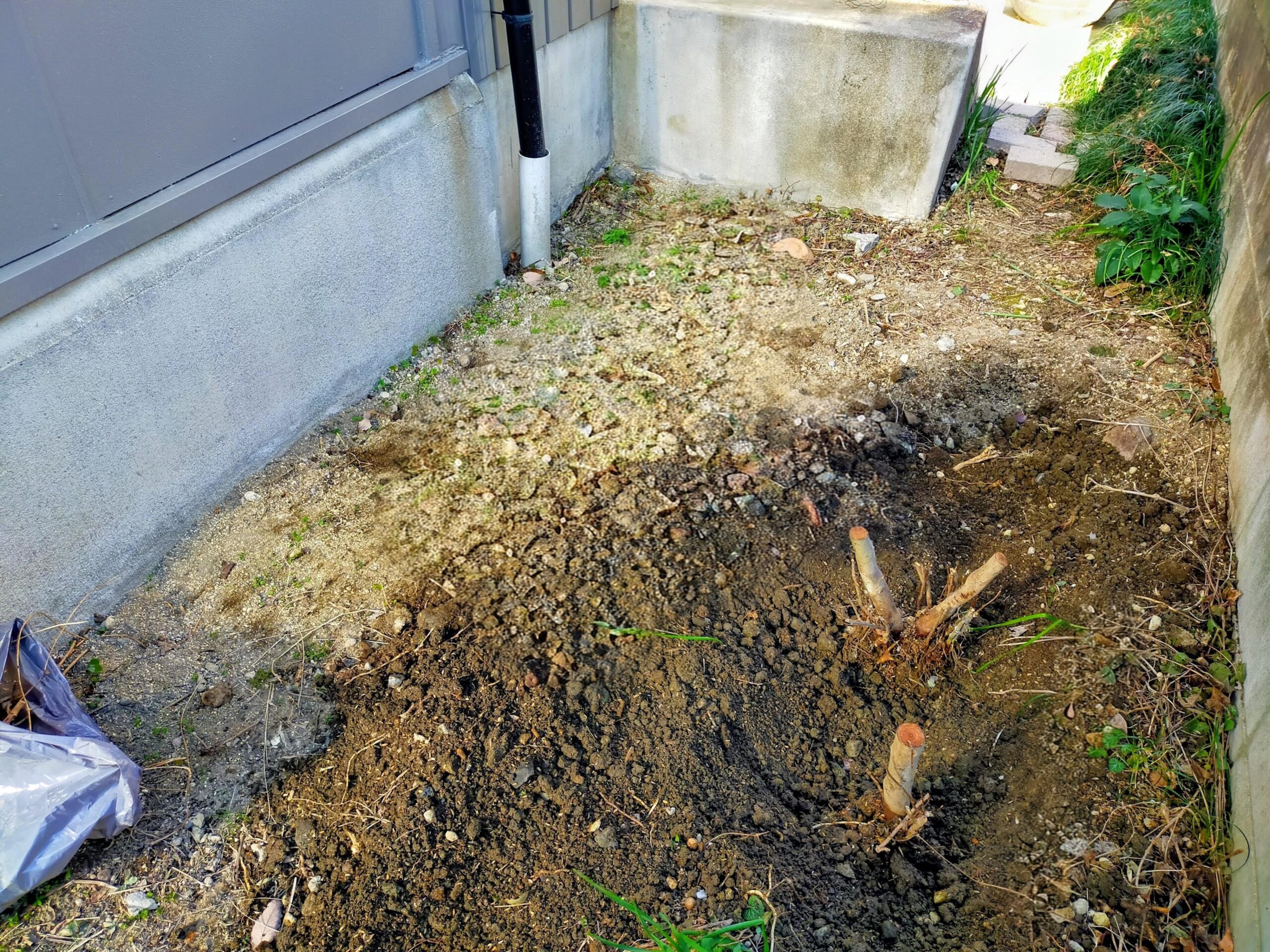 切り株と根が残った状態の裏庭