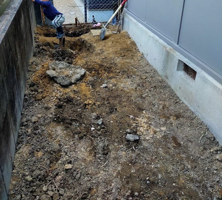 腐らせた根っこをシャベルで掘り起こしている様子